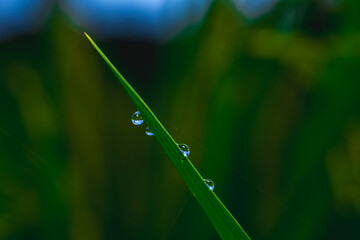 Green grass blade with dew droplets, macro side close-up with blurred green and blue background, capturing fresh early morning nature vibes for environmental use