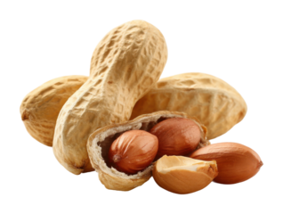 Peanuts harvesting process farm field food natural view organic concept