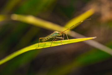 Green katydid (Tettigoniidae sp.) perched on thin yellow-green grass blade, macro close-up side view with blurred natural foliage background, perfect for insect and nature photography