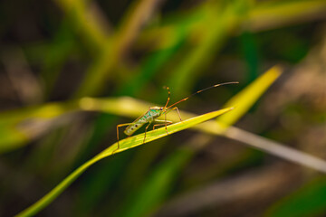 Green katydid (Tettigoniidae sp.) perched on thin yellow-green grass blade, macro close-up side view with blurred natural foliage background, perfect for insect and nature photography