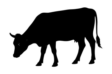 Black silhouette of a cow grazing