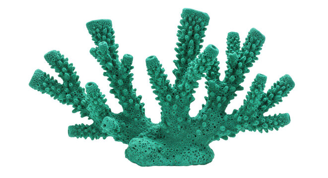Isolated Green Sea Coral