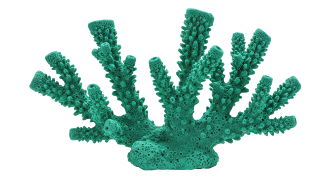 Isolated Green Sea Coral