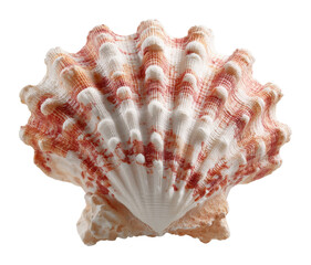 Collecting beautiful seashells on the beach coastal landscape nature vibrant colors