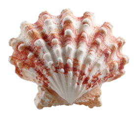Collecting beautiful seashells on the beach coastal landscape nature vibrant colors