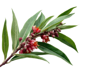 Flowering branch of aromatic plant species in natural view for botanical study