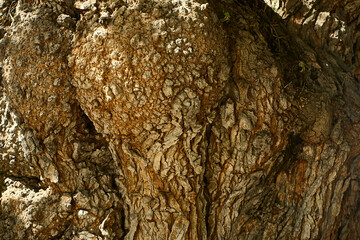 Textured bark of an old tree with natural pattern and rough surface in macro view