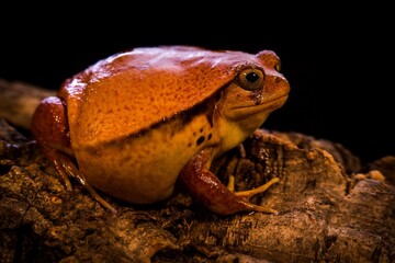 heart-shaped parosmia (dyscophus guineti)