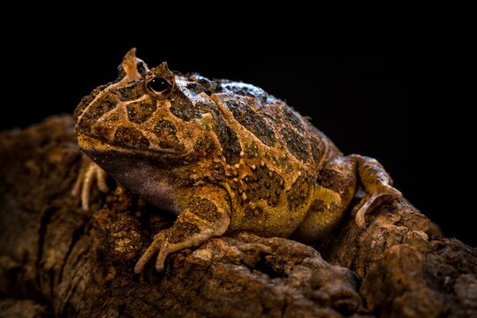Cranwell frog (ceratophrys cranwelli)