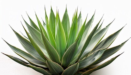 Obraz premium agave plant isolated on white background