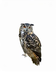 Owl sitting on white background, no shadow