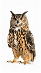Fototapeta premium Owl sitting on white background, no shadow