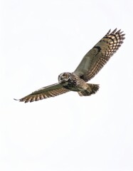 Owl flying over white background, no shadow