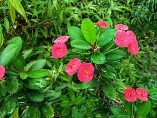 Close-up of a vibrant pink Euphorbia milii flower with spotted petals, capturing its vivid color...