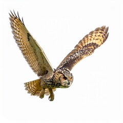 Owl flying over white background, no shadow