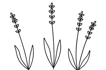 Elegant Lavender Flower Outline Vector Collection – Minimal Botanical Line Art

