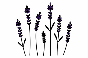Elegant Lavender Flower Outline Vector Collection – Minimal Botanical Line Art

