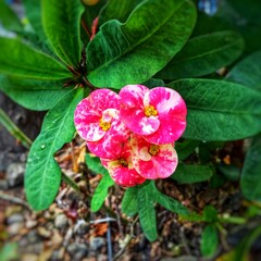 Close-up of a vibrant pink Euphorbia milii flower with spotted petals, capturing its vivid color...