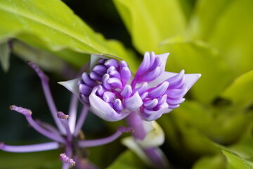 The fragrant snail thread (Cochliostema odoratissimum) is one of two plant species in the genus Cochliostema, belonging to the family deHanover Berggarten, Germany.
