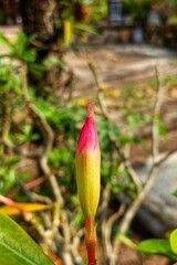 Close-up of a vibrant red flower bud poised to bloom, with delicate petals tightly wrapped and rich color hinting at the beauty soon to unfold, set against a soft green natural background.
