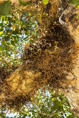 Rare old sycamore tree in Ayia napa with fruit on tree branch