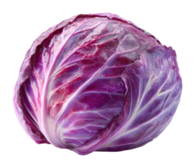 Harvesting fresh organic red cabbage local farm food bright outdoors