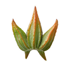 Fototapeta premium Close up of a unique plant leaf with vibrant colors.