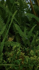 green fern leaves