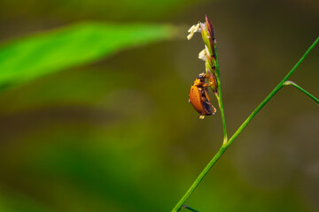Naklejka premium Orange and black beetle (Coleoptera sp.) on green plant stem with white flowers, macro close side view, natural blurred green and brown background, ideal for insect and nature imagery