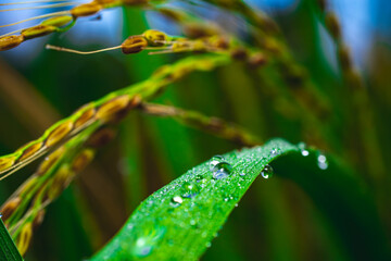 Oryza sativa leaf with morning dew droplets, macro angled close-up, vivid freshness ideal for...