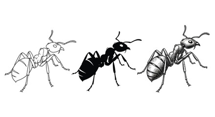 Three Artistic Ant Styles Vector | Minimalist, Silhouette & Engraved Ant Illustration (EPS, PNG, JPG)

