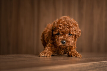Cute red poodle puppy exploring on a wooden surface in a warm indoor setting during the afternoon