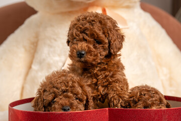 Cute red poodle puppies resting in a heart-shaped box surrounded by soft teddy bears and warm decor