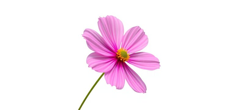 Delicate pink cosmos flower isolated on white background,  white background,  delicate
