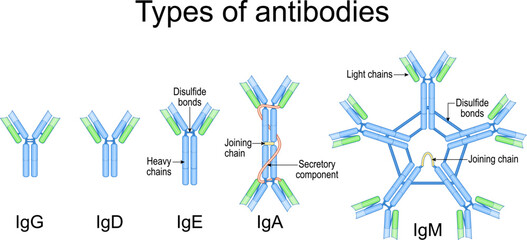 Types of antibodies. Structure of IgA, IgE, IgD, IgG, IgM. Immunoglobulin anatomy