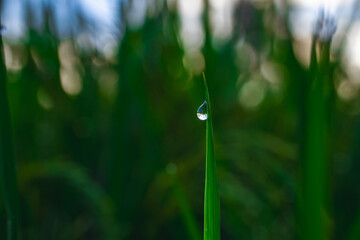 Poa pratensis grass blade macro close-up with single water droplet at vertical angle, soft bokeh background