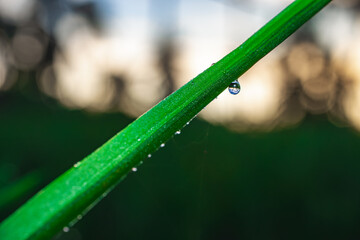 Poa pratensis grass blade with dew droplet, macro close-up, diagonal angle, vivid green with warm...