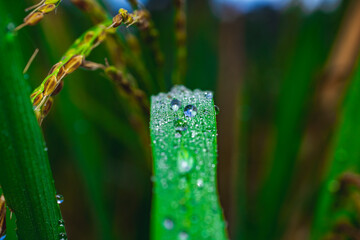 Poa pratensis grass blade with multiple dew droplets macro close-up, vertical angle, fresh morning dew with natural green and brown blurred background