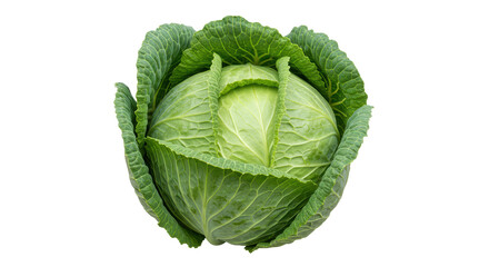 Isolated Green Cabbage