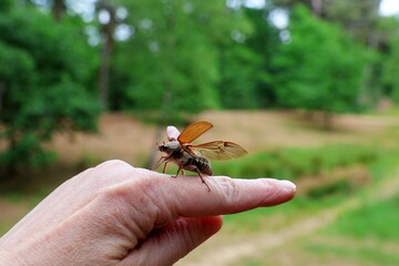 A cockchafer (Melolontha melolontha) spreads its wings and flies away from the finger of a hand.