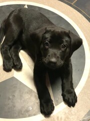 labrador retriever puppy