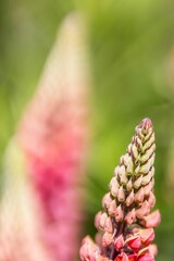 Vibrant Lupine Flower Close-Up