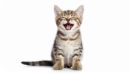 Obraz premium Happy kitten over white background