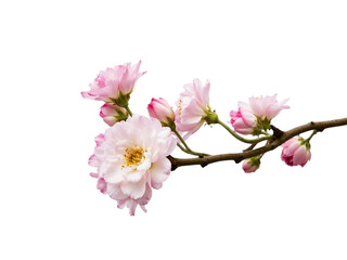 Fototapeta premium Pink cherry blossom branch isolated on transparent background