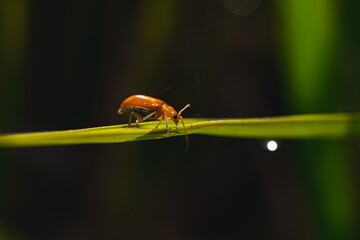Small orange beetle (Coleoptera sp.) walking on thin green leaf, macro close-up side angle with dark blurred background, ideal for nature and insect study visuals