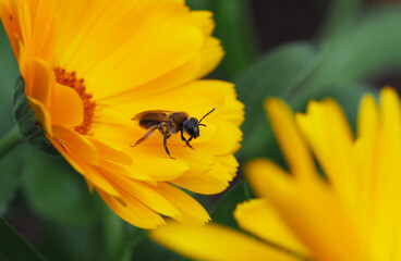 Wildbiene auf einer Ringelblumenblüte