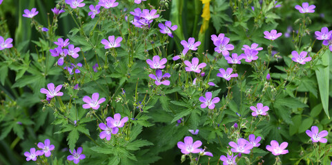Geranium sylvaticum, wood cranesbill or woodland geranium, species of hardy flowering plant in...