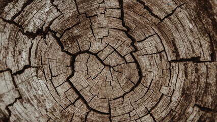Fototapeta premium Rustykalna faktura drewna: zbliżenie słojów rocznych i naturalnych wzorów na przekroju poprzecznym rozszczepionego drzewa