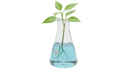 Isolated Sprout in Beaker