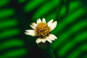 Fototapeta premium Tridax procumbens flower close-up, macro top angle, detailed yellow and white bloom, perfect for botanical and natural health themes